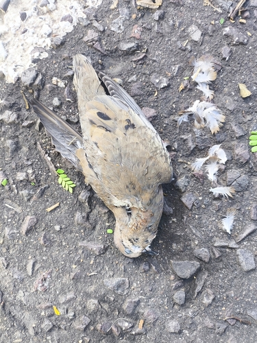 Eared Dove