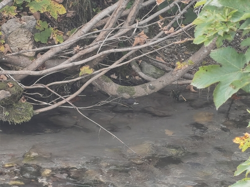White-throated Dipper