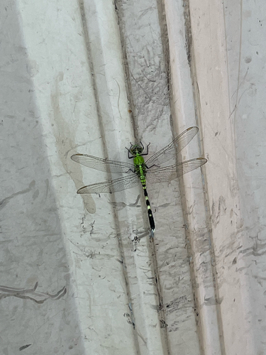 Eastern Pondhawk