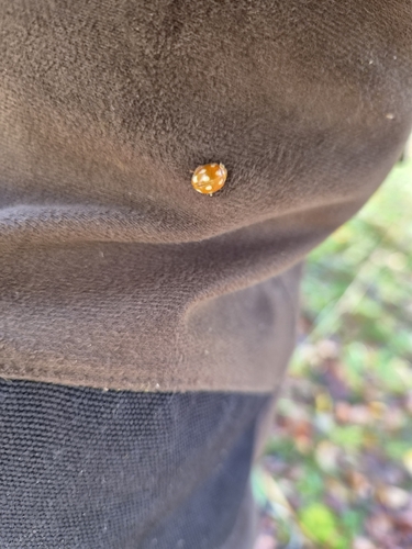 Little Arboreal Lady Beetle