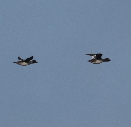 Common Goldeneye