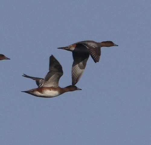 Eurasian Wigeon
