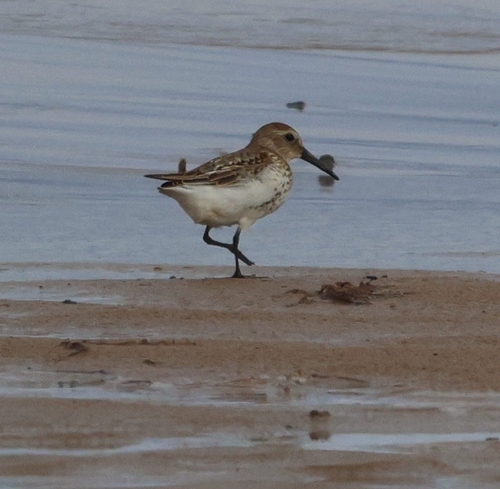 Dunlin