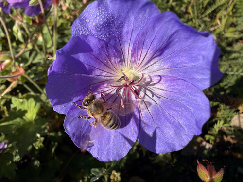Western Honey Bee