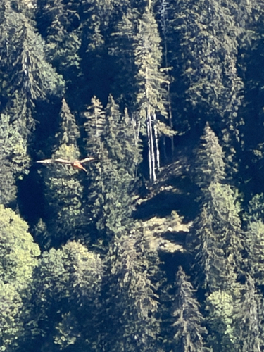 Red Kite