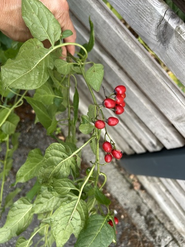 bittersweet nightshade