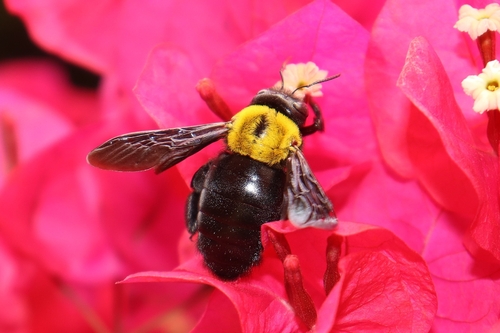 Pubescent Carpenter Bee