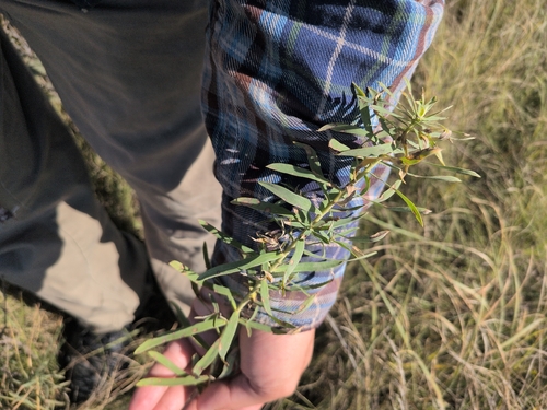 slender leafy spurge