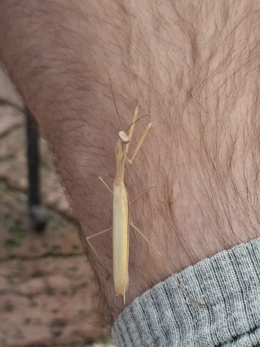 European Mantis