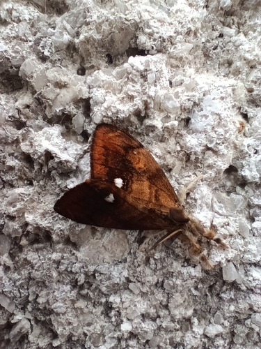 Rusty Tussock Moth