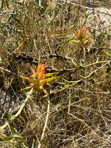 Wyoming Paintbrush