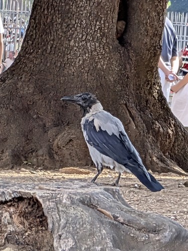 Hooded Crow