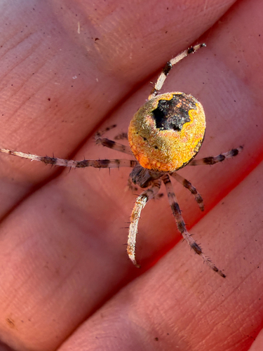 Marbled Orbweaver
