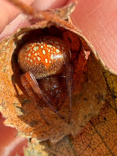 Strawberry Spider