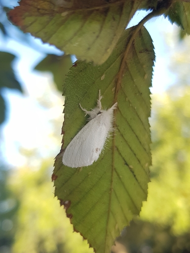Swan Moth