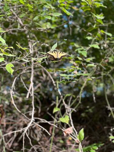 Eastern Tiger Swallowtail