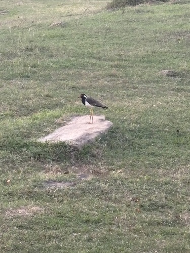 Red-wattled Lapwing
