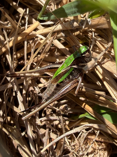 Bog Bush-cricket