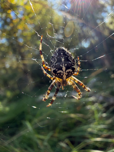 Cross Orbweaver