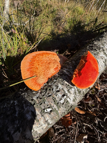 Northern Cinnabar Polypore
