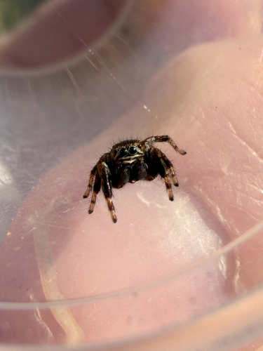 Evarcha arcuata