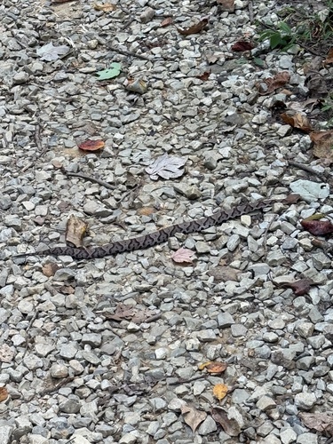 Eastern Copperhead