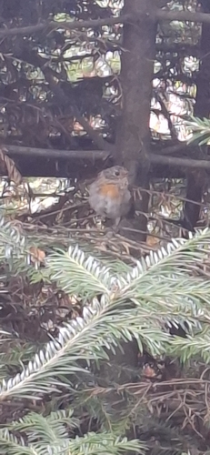 European Robin