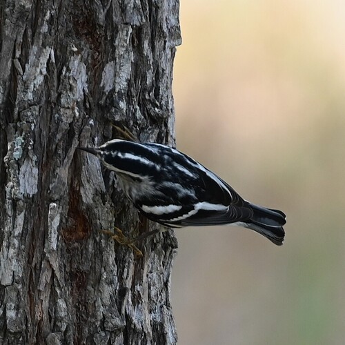 Black-and-white Warbler