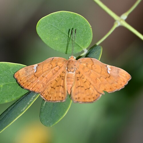 Curve-winged Metalmark