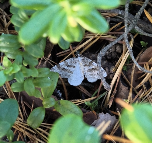 Autumnal Moth