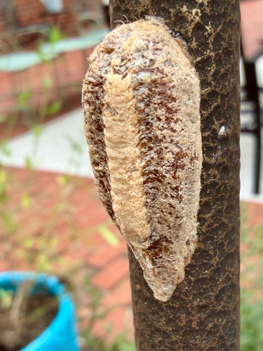 Carolina Mantis