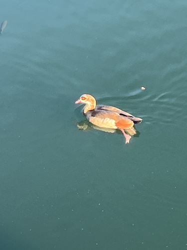 Egyptian Goose