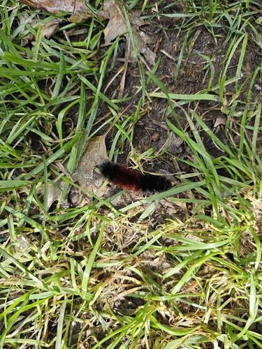 Isabella Tiger Moth