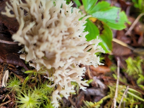 White Coral Fungus