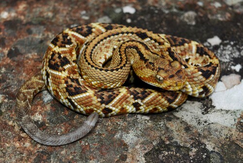 Northwestern Neotropical Rattlesnake (Crotalus culminatus)