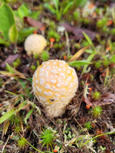 American Yellow Fly Agaric