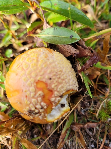 Fly Agaric