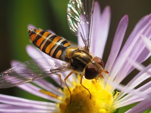 Marmalade Hover Fly