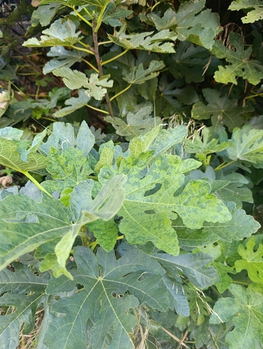 common fig