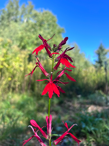cardinal flower