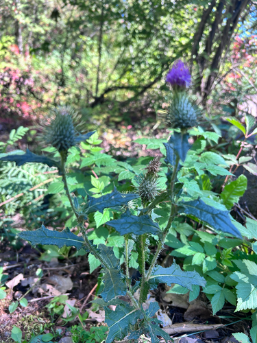 Bull Thistle