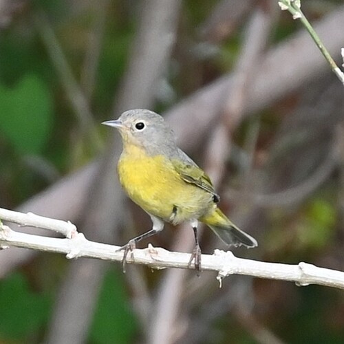 Nashville Warbler