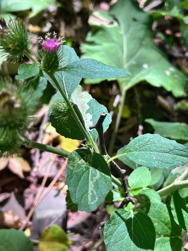lesser burdock