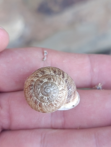 Chocolate-band Snail