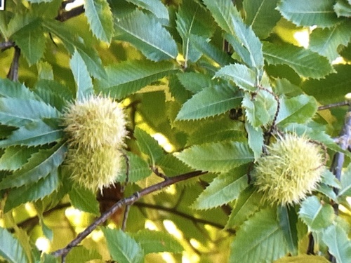 Sweet Chestnut