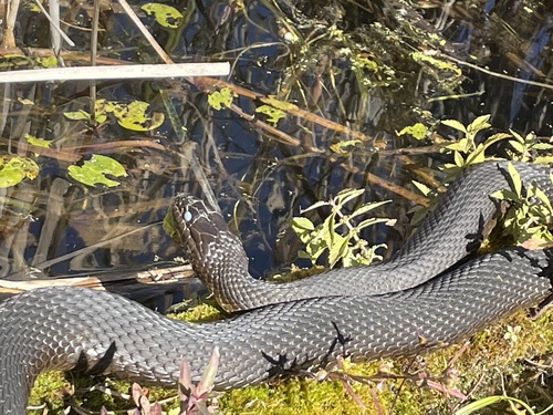 Common Watersnake
