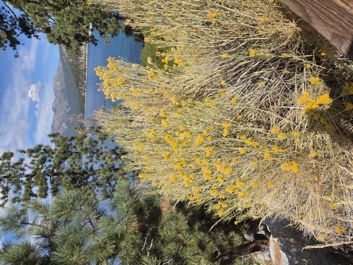 Rubber Rabbitbrush