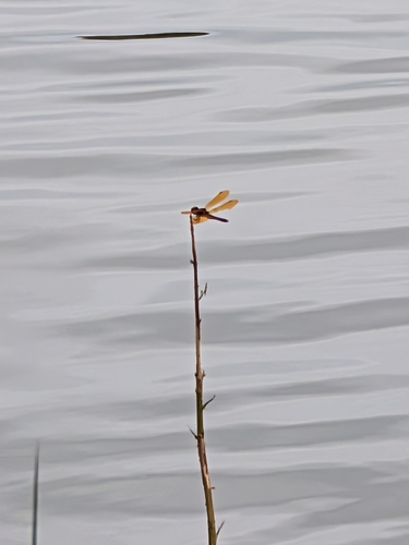 Eastern Amberwing