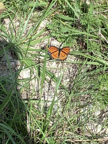 Viceroy
