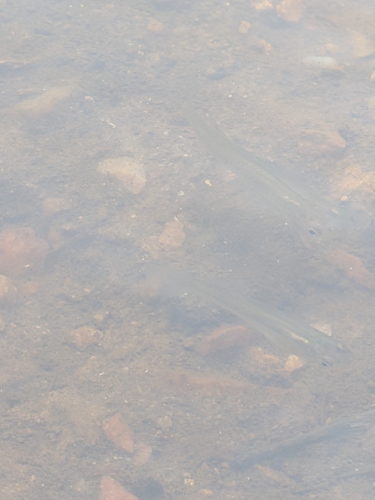 Eastern Mosquitofish